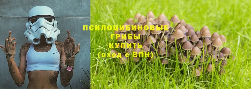 купить закладку  Николаевск  Псилоцибиновые грибы Psilocybine cubensis 